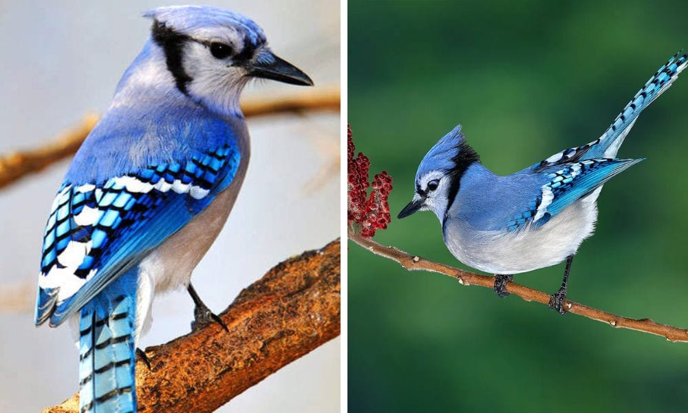 Blue Birds in the nature