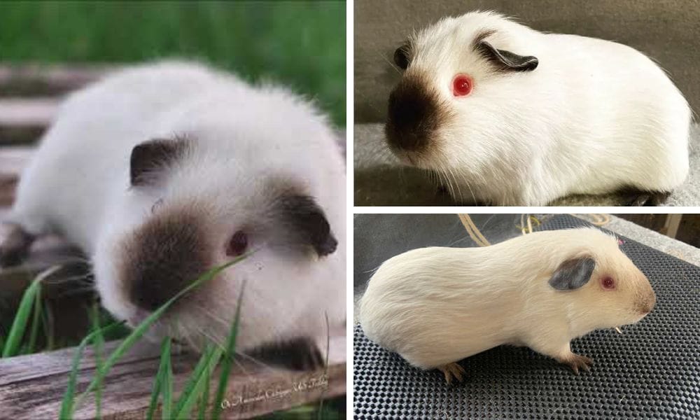 Himalayan guinea pig 