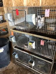 Stacking cages very similar to the KW cages, suitable for for Meat Rabbits
