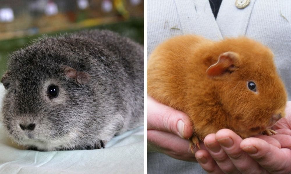 Two rex cavies