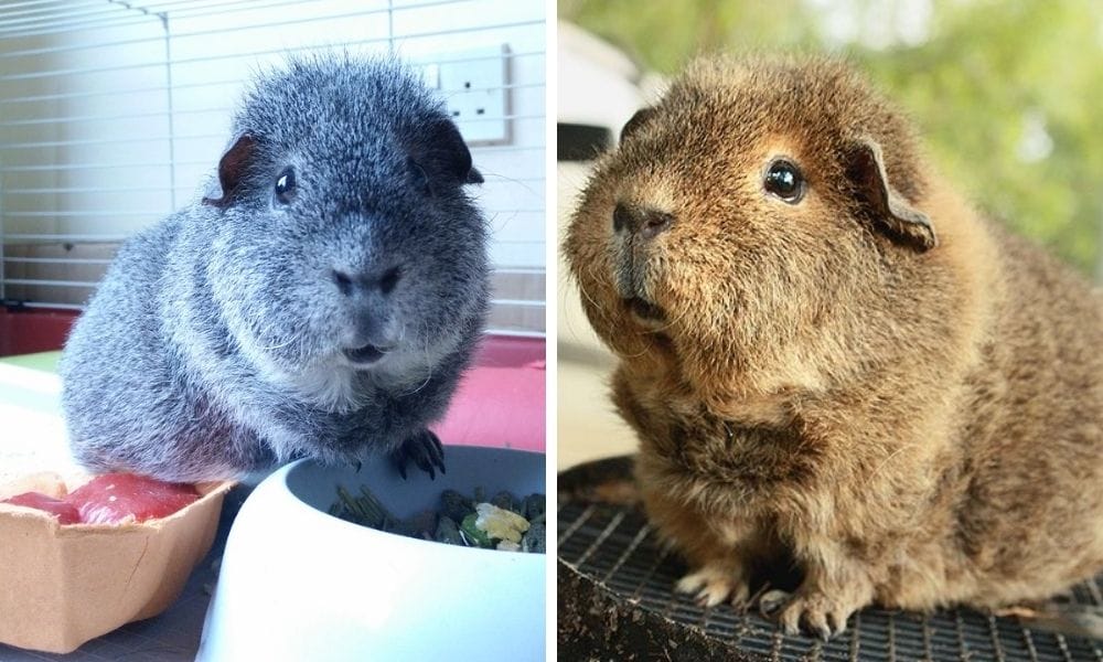 rex guinea pig
