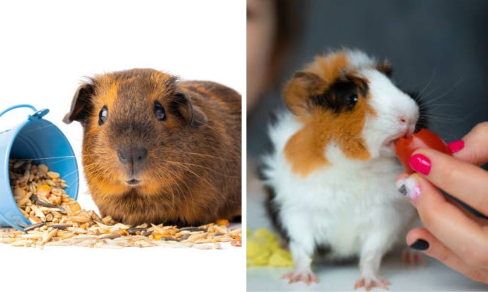 homemade treats for guinea pigs