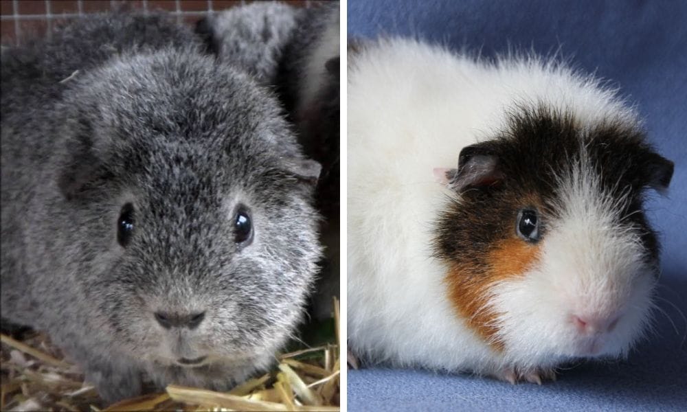 rex guinea pig care