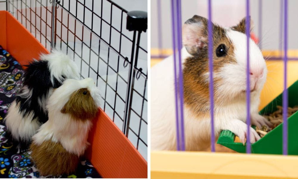 Three  guinea pigs