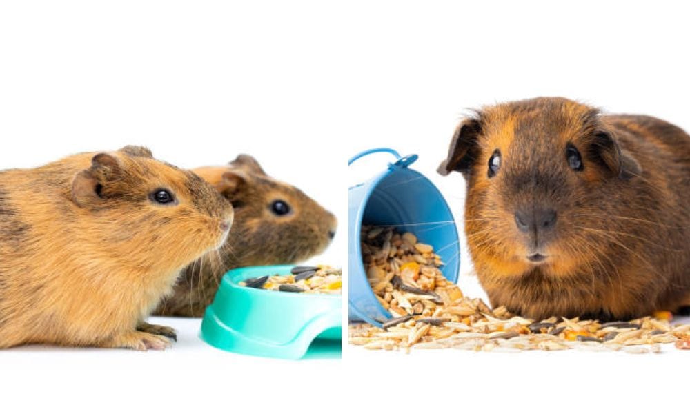 Two guinea pigs
