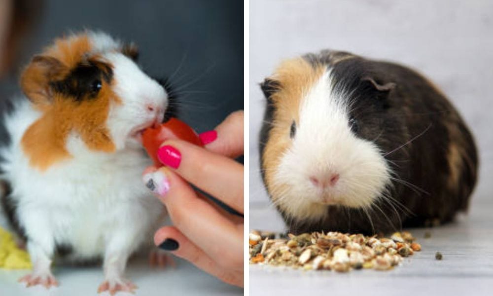 Two guinea pigs