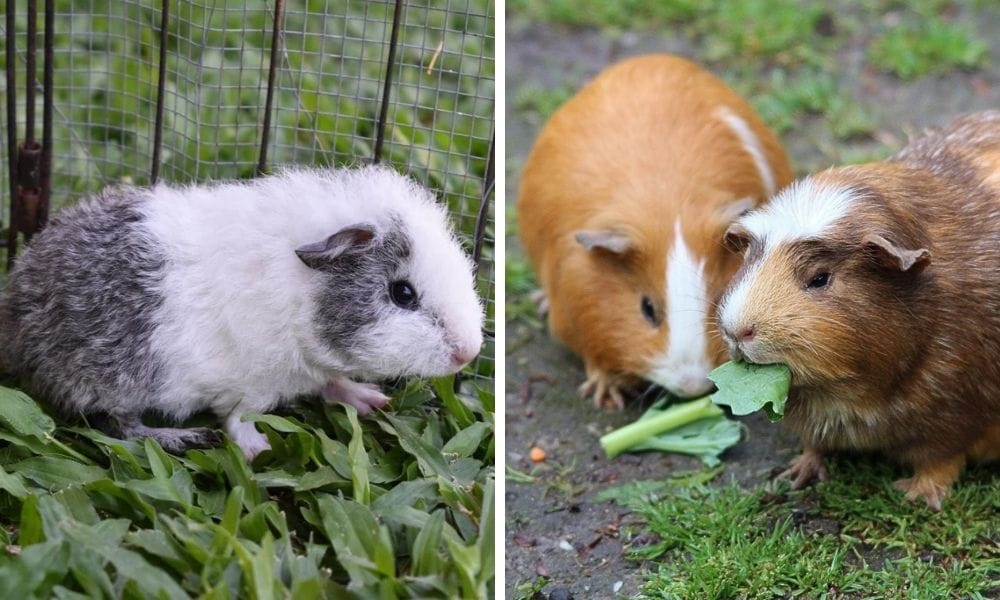 two guinea pigs