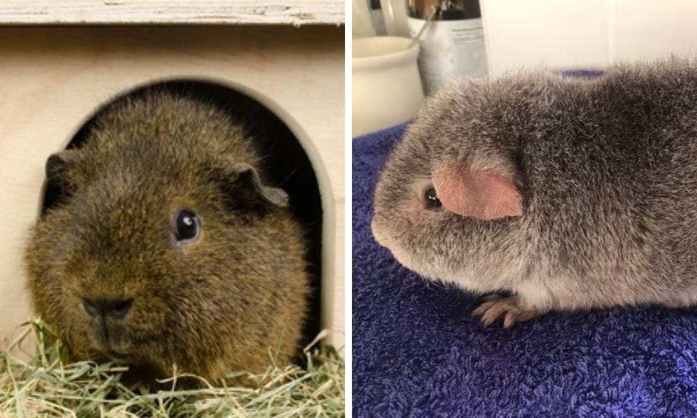 rex guinea pig