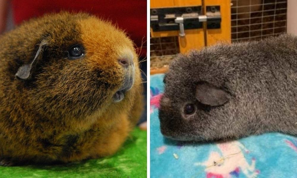 rex guinea pig