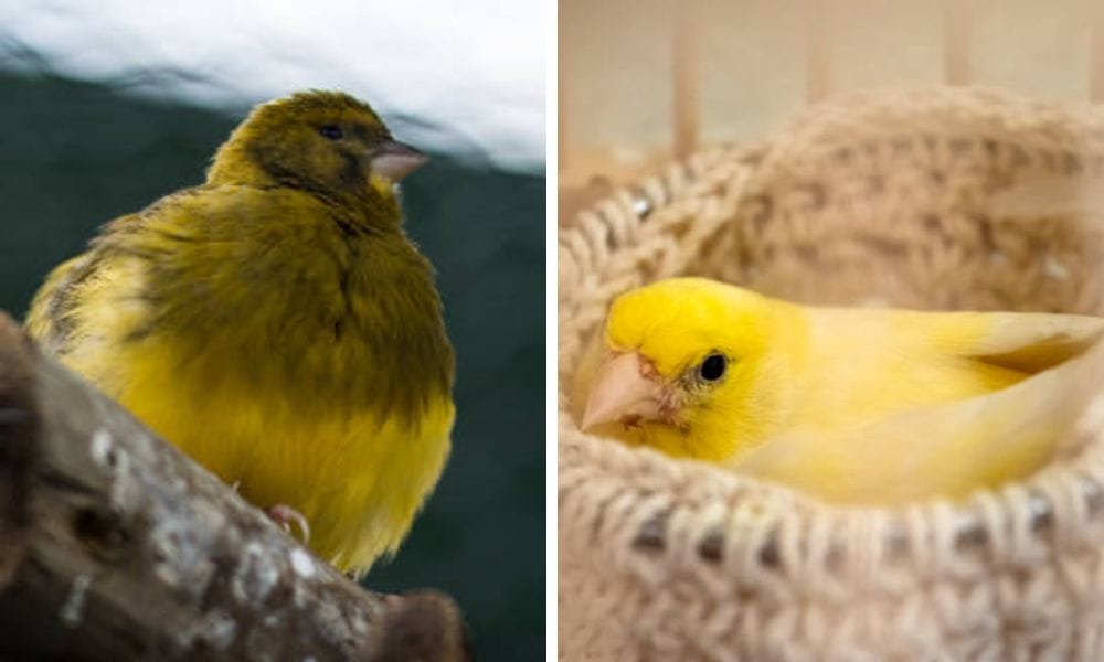 Canary Nest