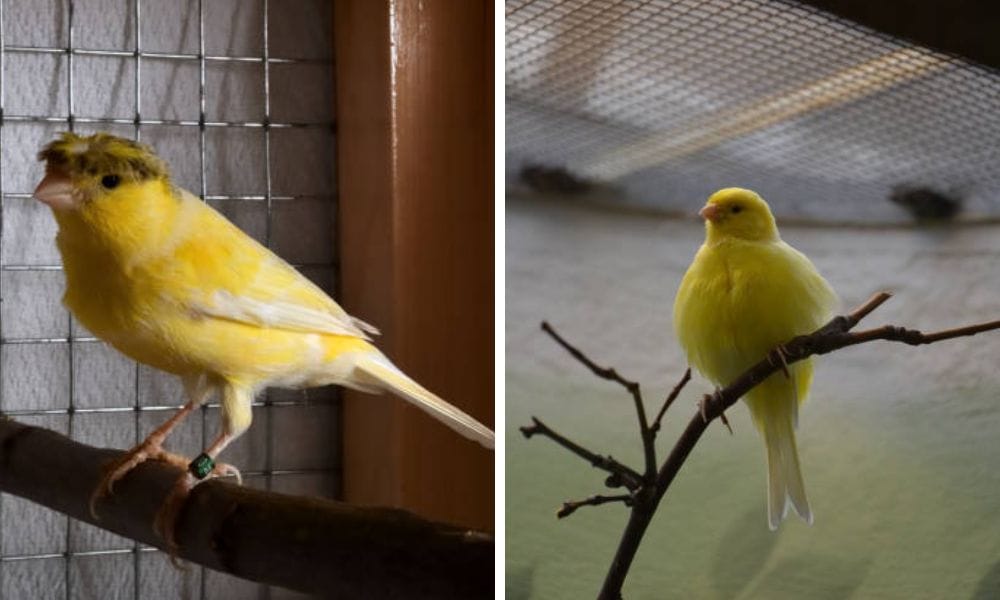 Canary nest and locaion