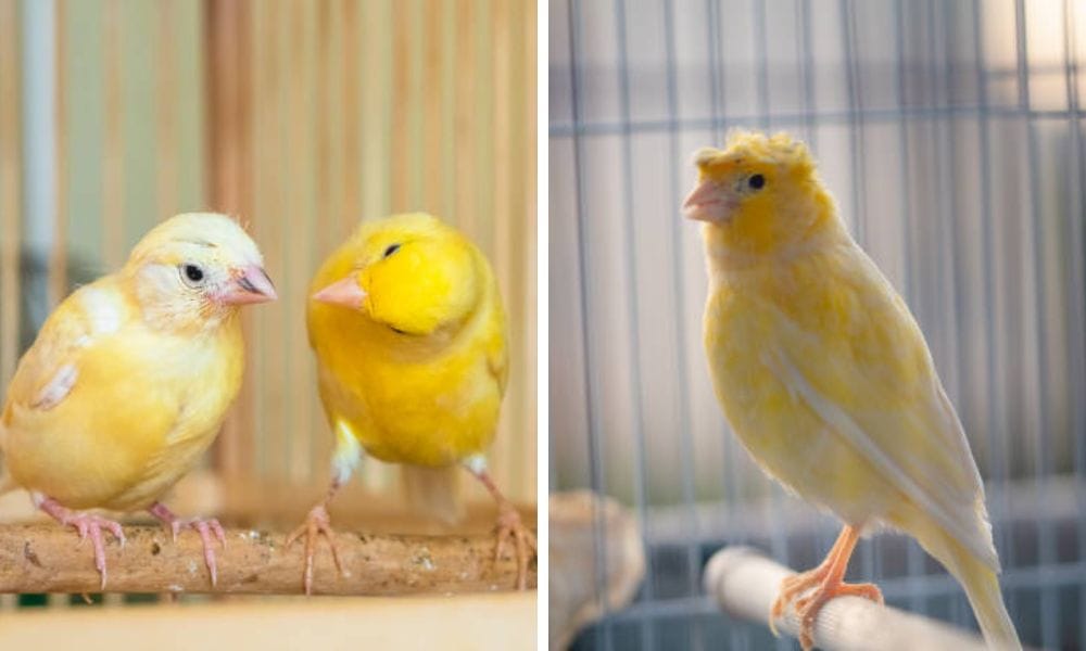 Canary nest and cage 