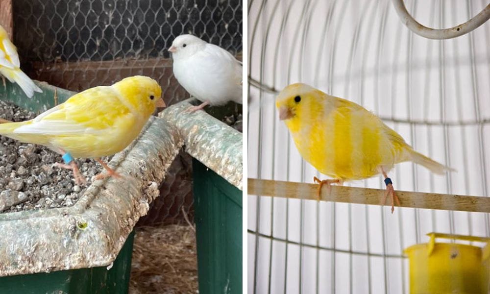 Save your&nbsp;amazing wish list with new canary nest&nbsp;