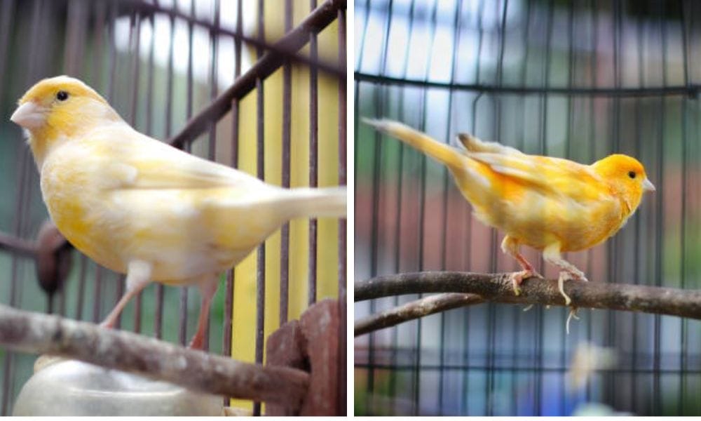 Canary Nest