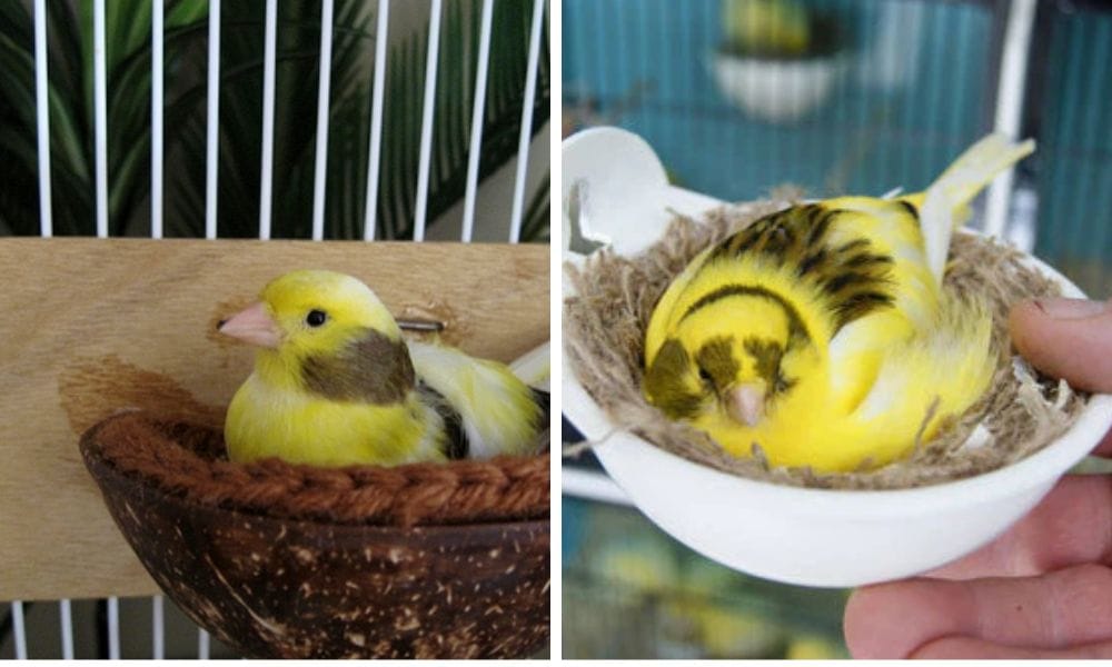 Canry nest, plastic nest