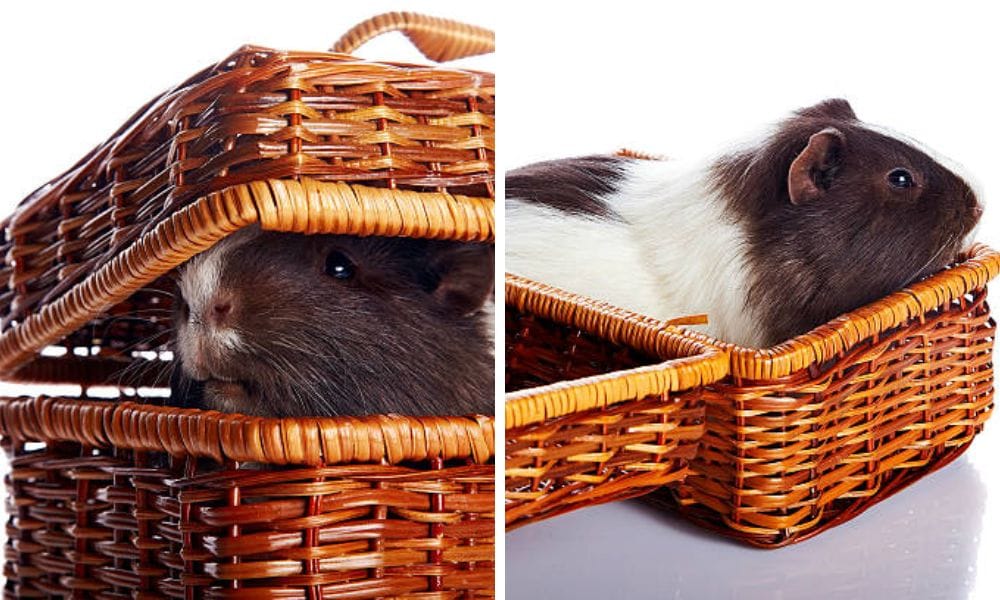 Small Pet and Small Animal Carrier