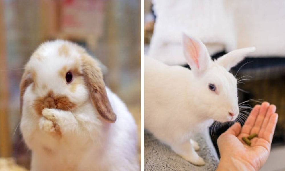 Two bunnies