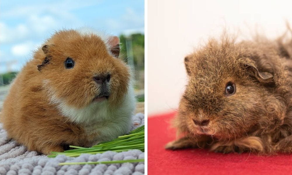 Rex guinea pig