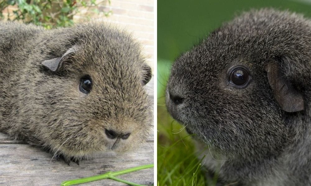 Rex Guinea Pig