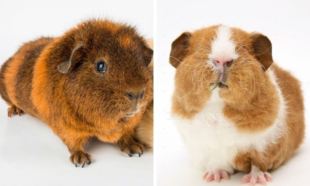 rex guinea pig