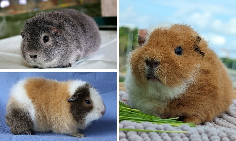 rex guinea pig breed