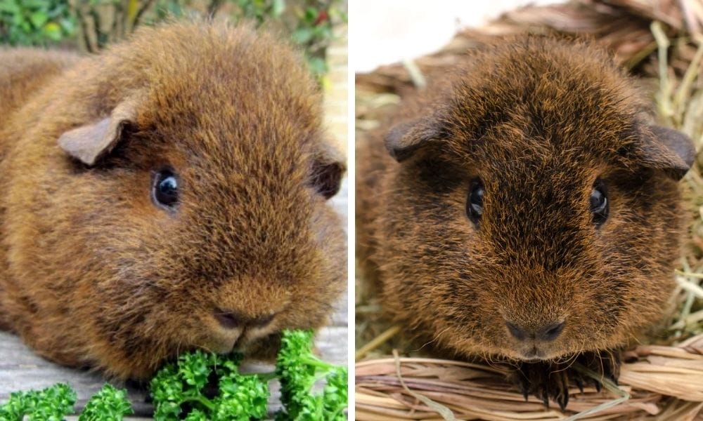 Rex guinea pig
