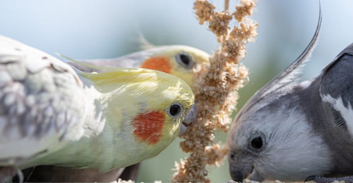 Cockatiel Treats