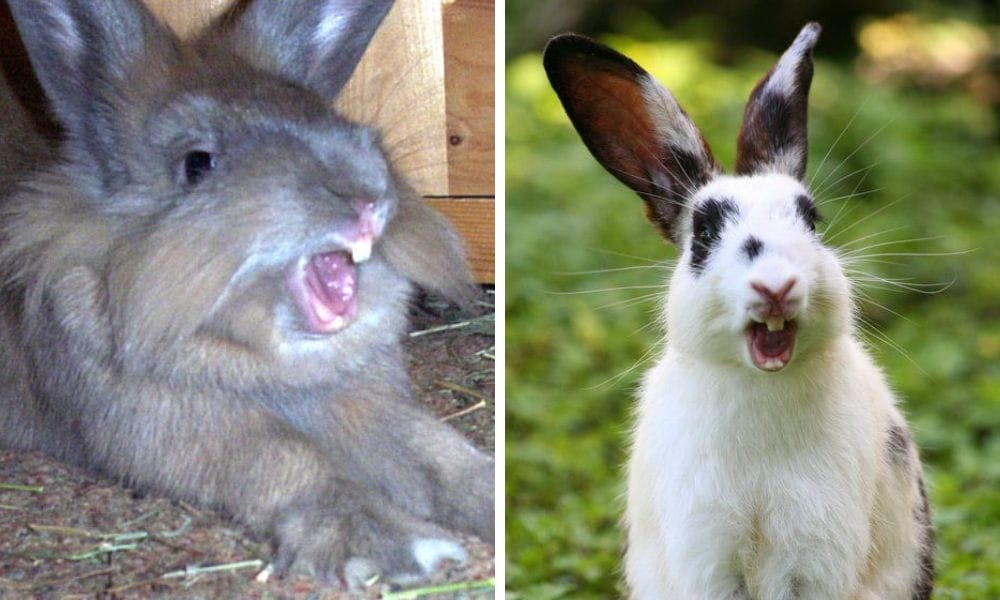 rabbit with mouth open