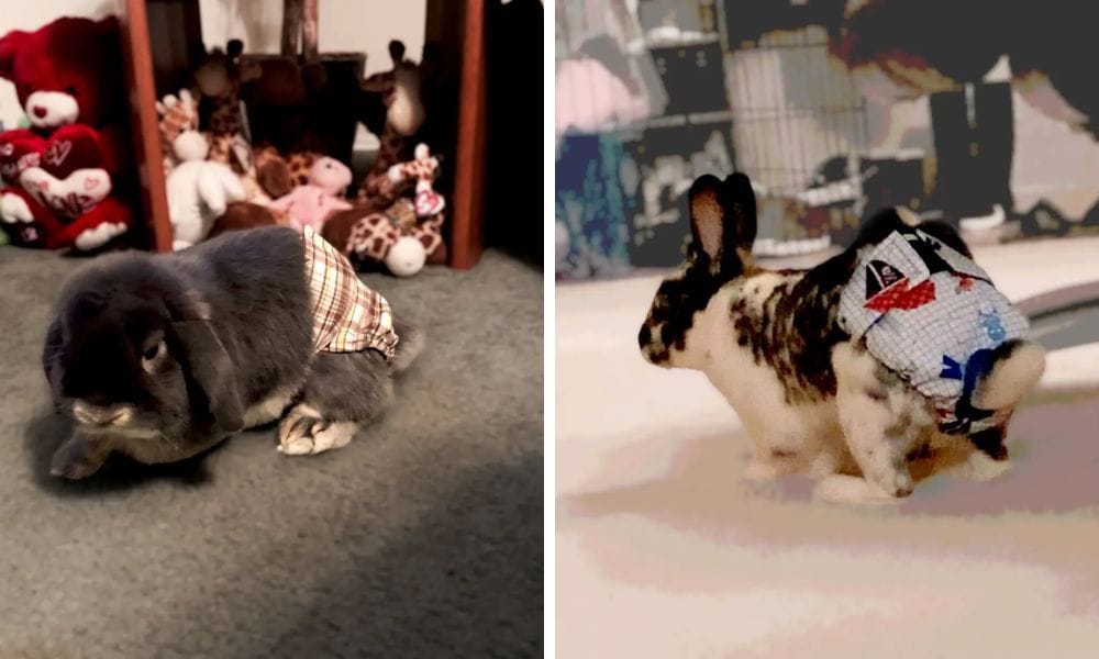 Bunny diapers, Rabbit Suspenders for Diapers Female
