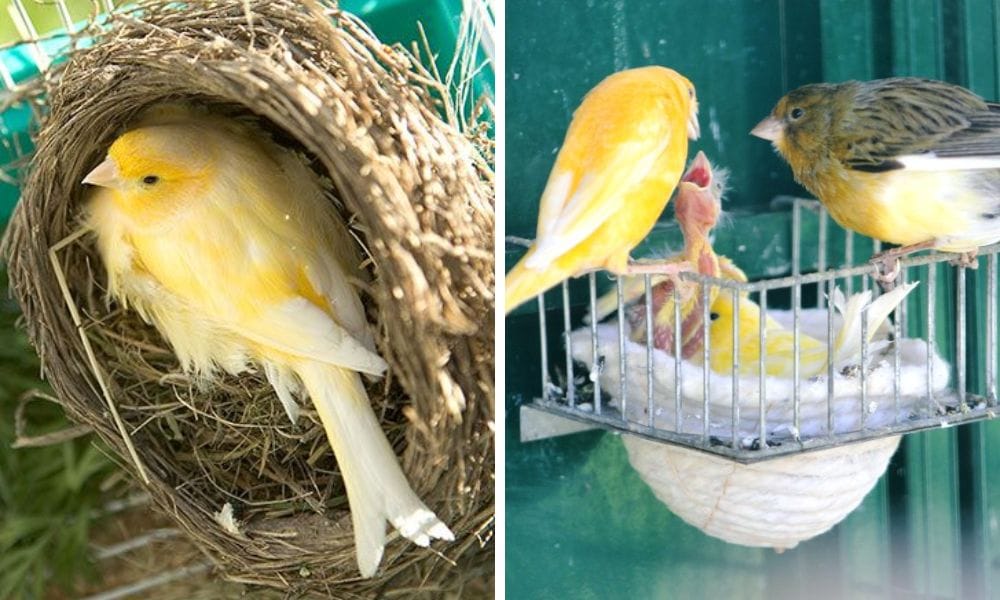 Canary Nest