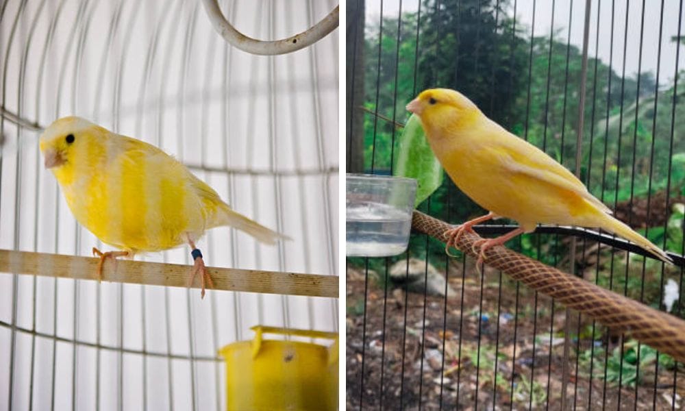 Canary nest and cage