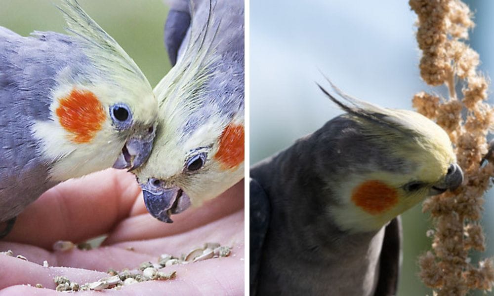 Cockatiel Food