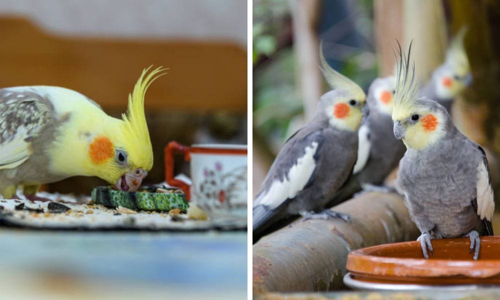 Cocaktiel Feeding