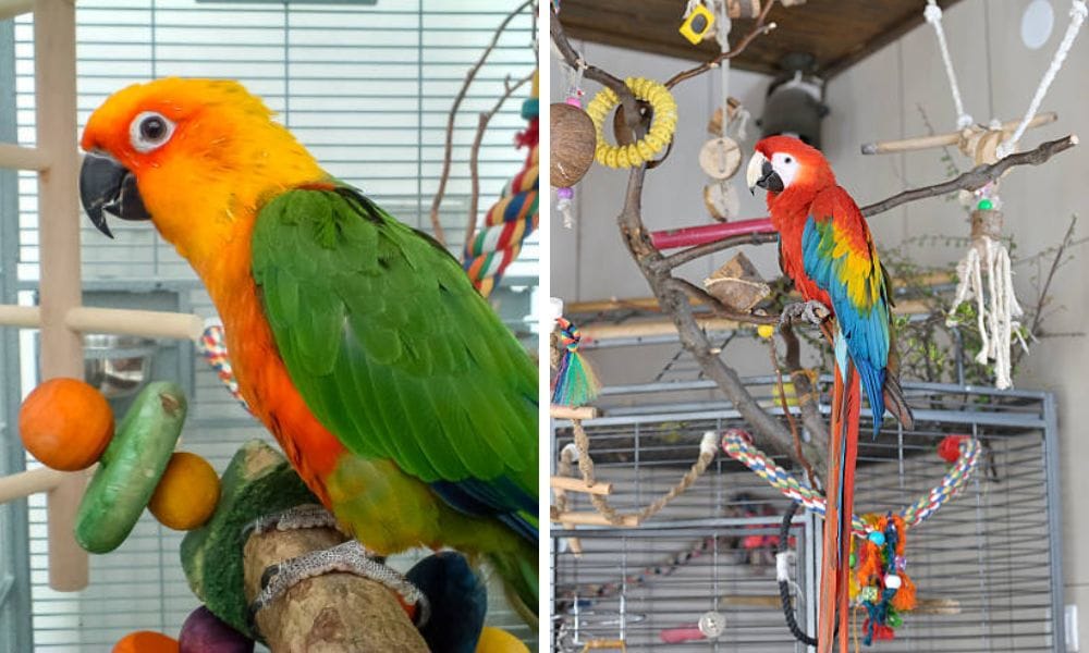 Toys for Parrots