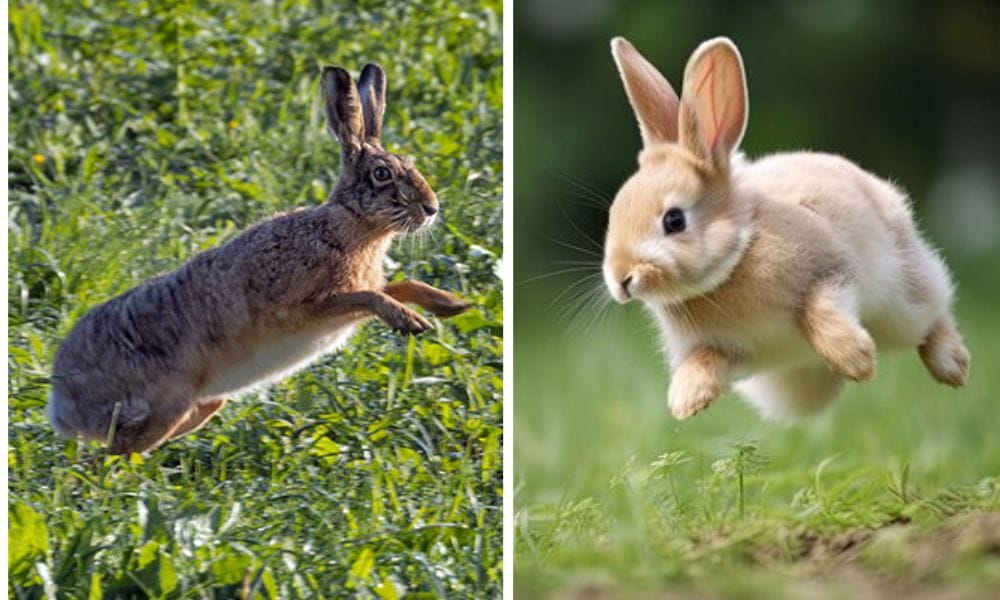 Jumping rabbit