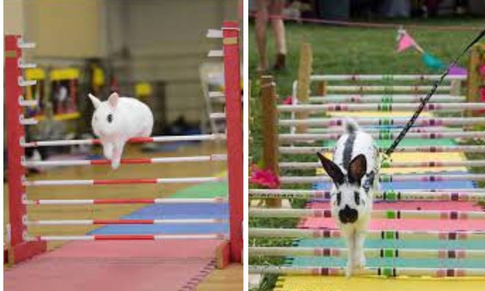 Jumping competition