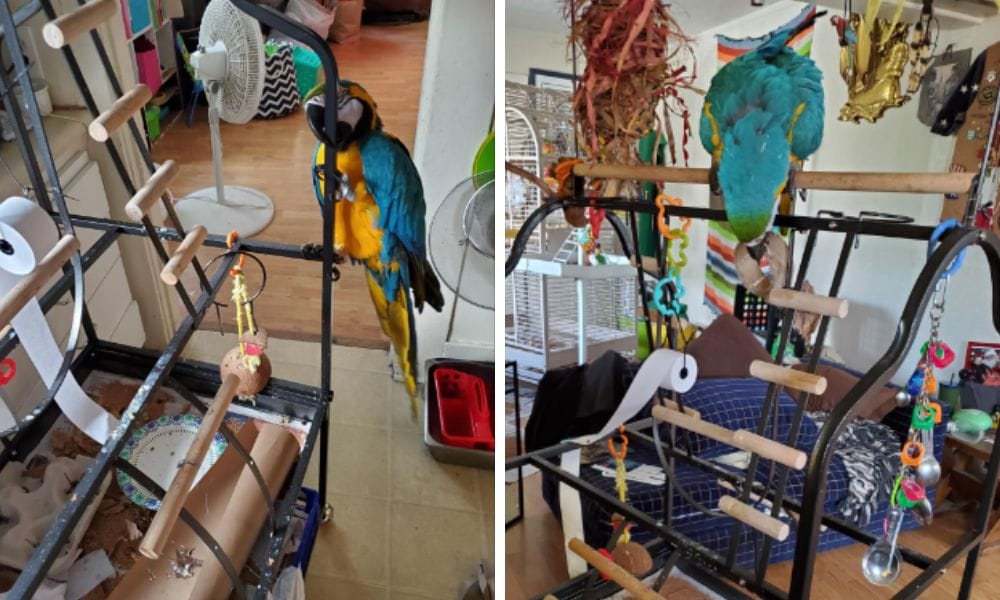 Macaw Cage Playground