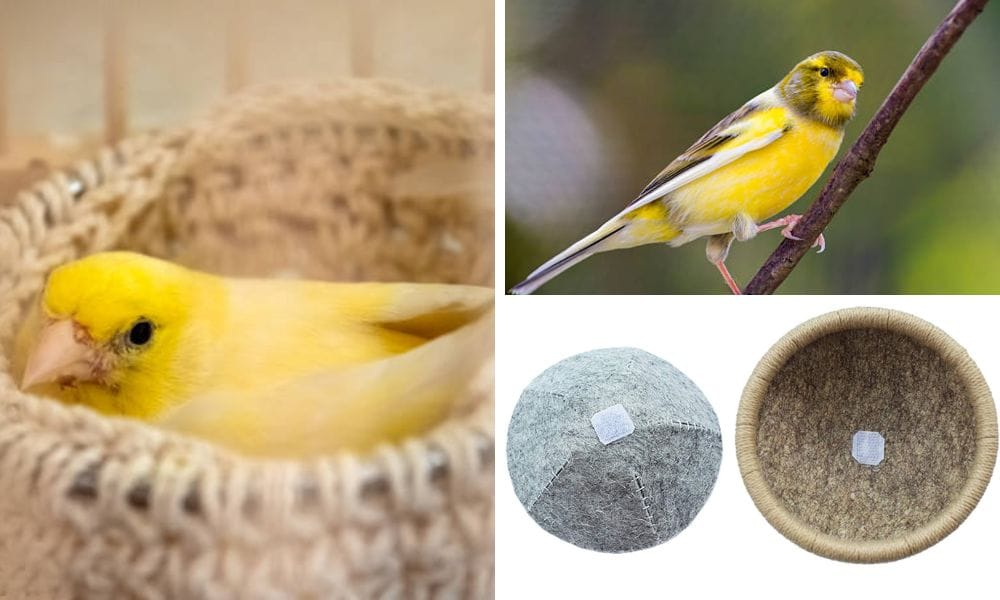 Canary Nest