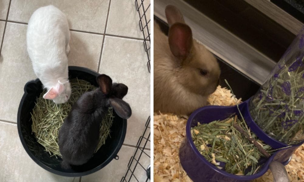 Rabbit Hay 