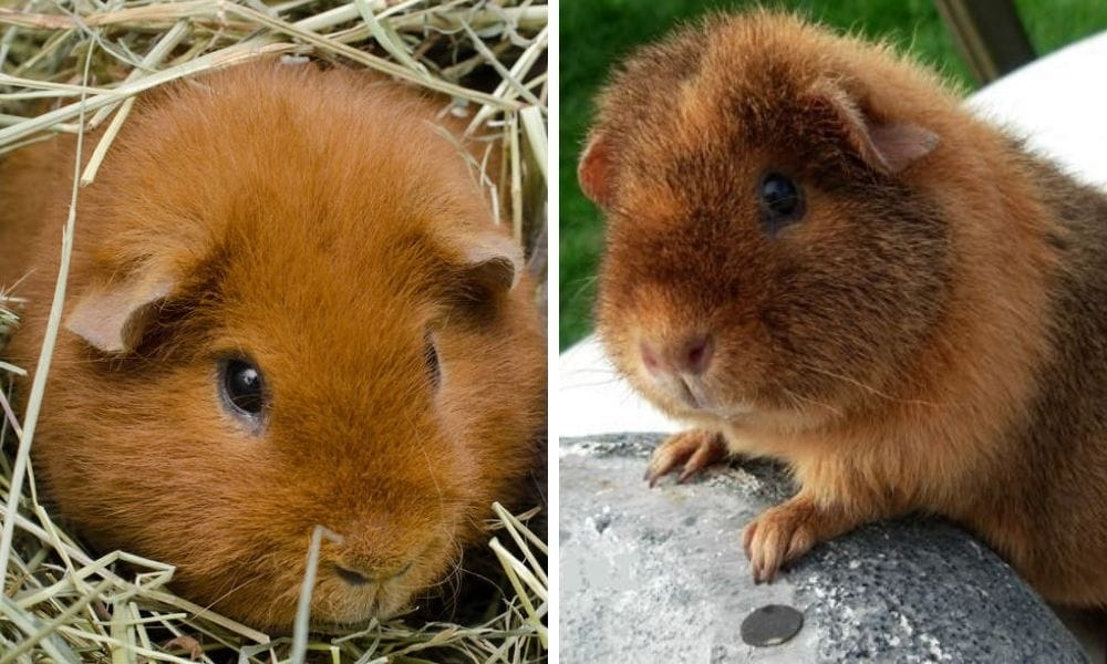 Teddy Guinea Pig