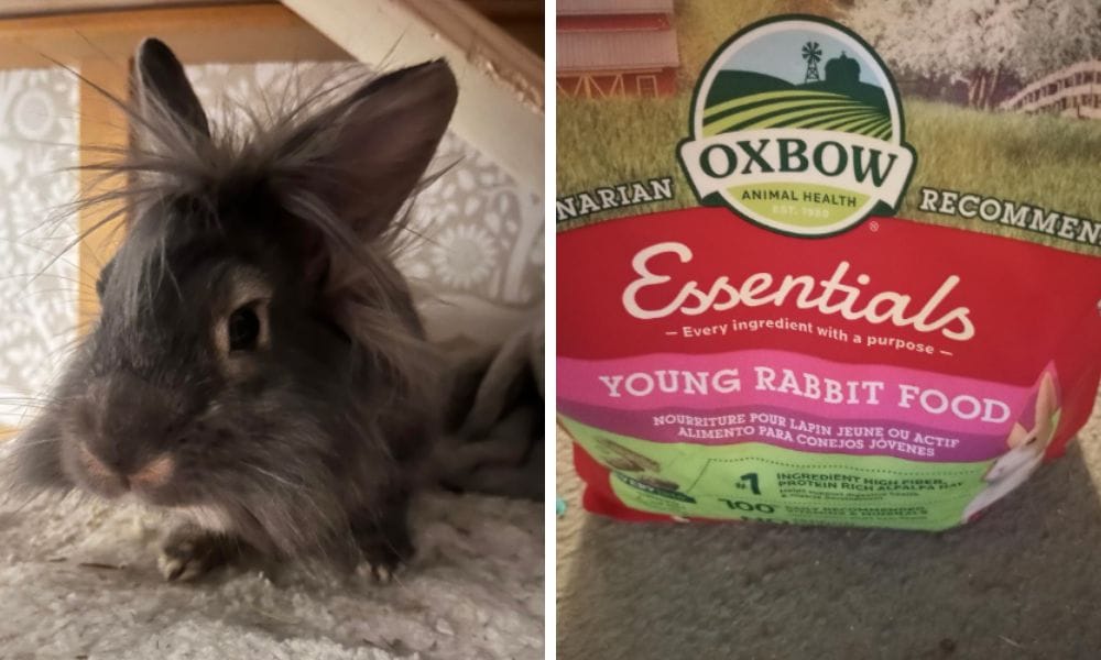 Young Rabbit Foof