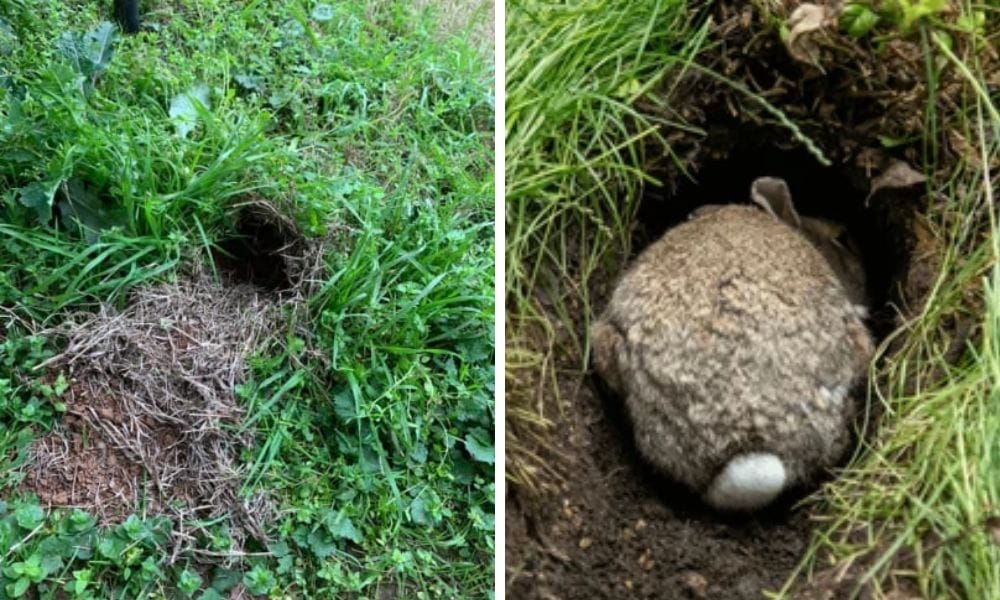 Rabbit Hole