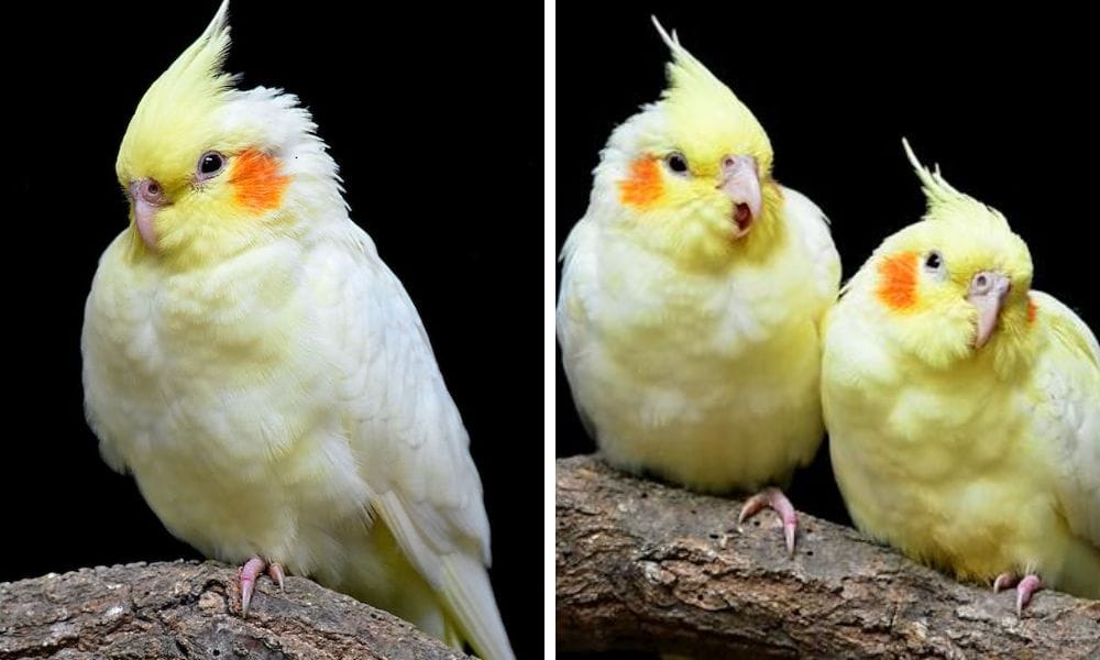 lutino cockatiel