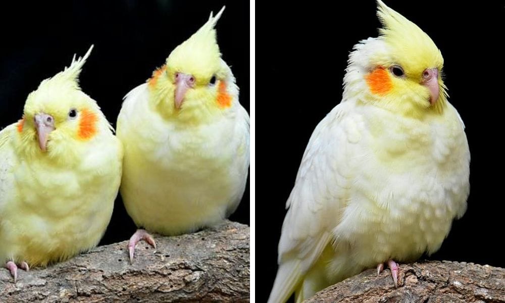 lutino cockatiel