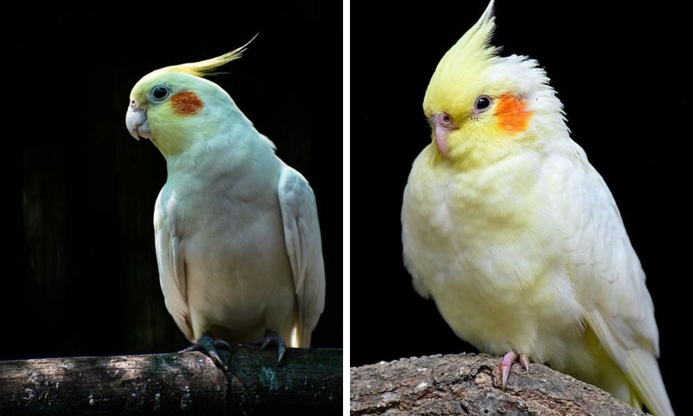 lutino cockatiel