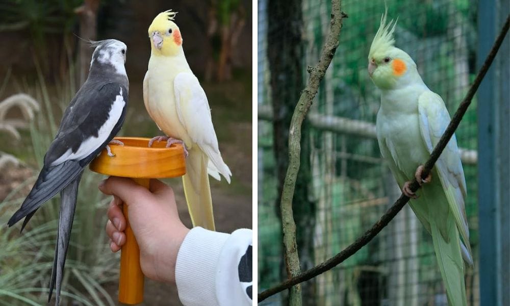 Three cockatiels