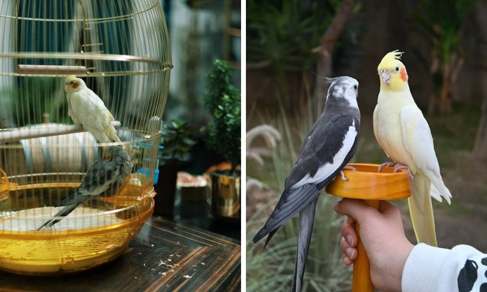 normal grey cockatiel and lutino