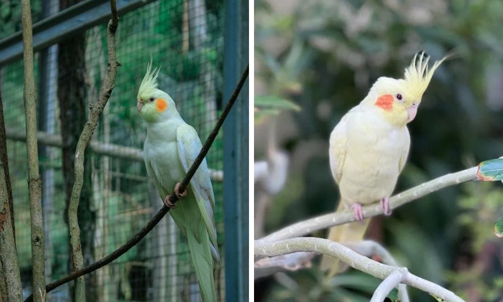 lutino cockatiel