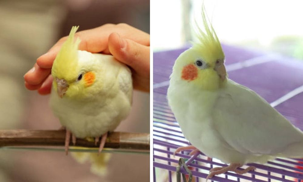 lutino cockatiel