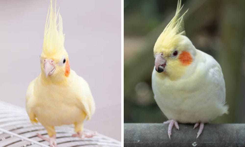 lutino cockatiel
